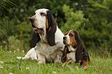 BASSET HOUND 083